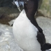 razorbill_msi_v_1038_can0655.jpg